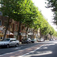 Предстои обновяване на растителността по софийските улици