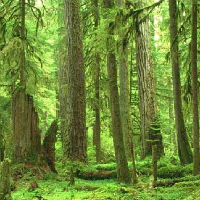 Депутатите обсъждат окончателните промени в Закона за горите