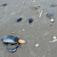 Бракониери унищожават екосистемата на Варненския залив