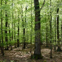 Започва проверка за реституцията на 13 дка гори в Пампорово